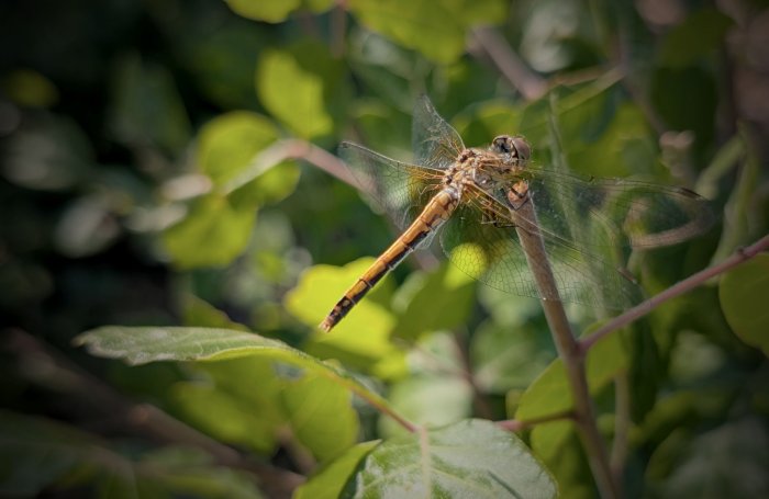 Dragonfly