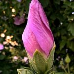 Bud