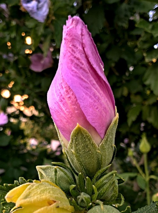 Bud