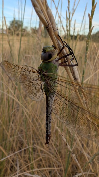 Dragonfly