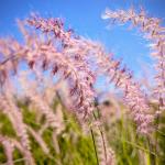 Plants at the Park