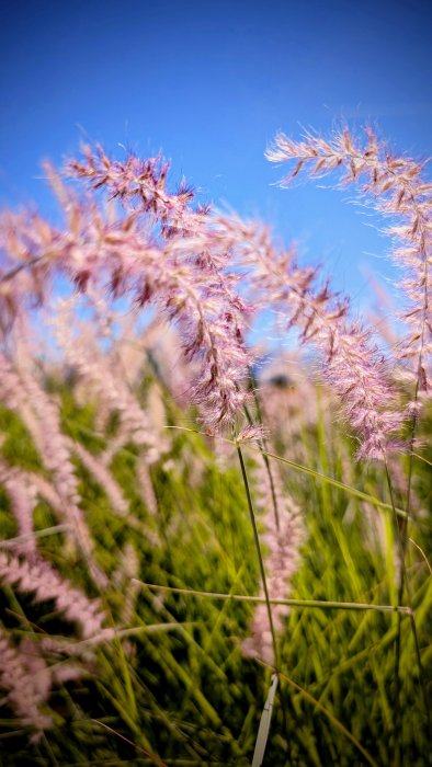 Plants at the Park