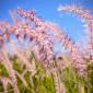 Plants at the Park